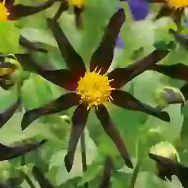 Honka Verrone's Obsidian